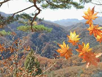 希尔薇最新安卓手机版，探索与冒险之旅